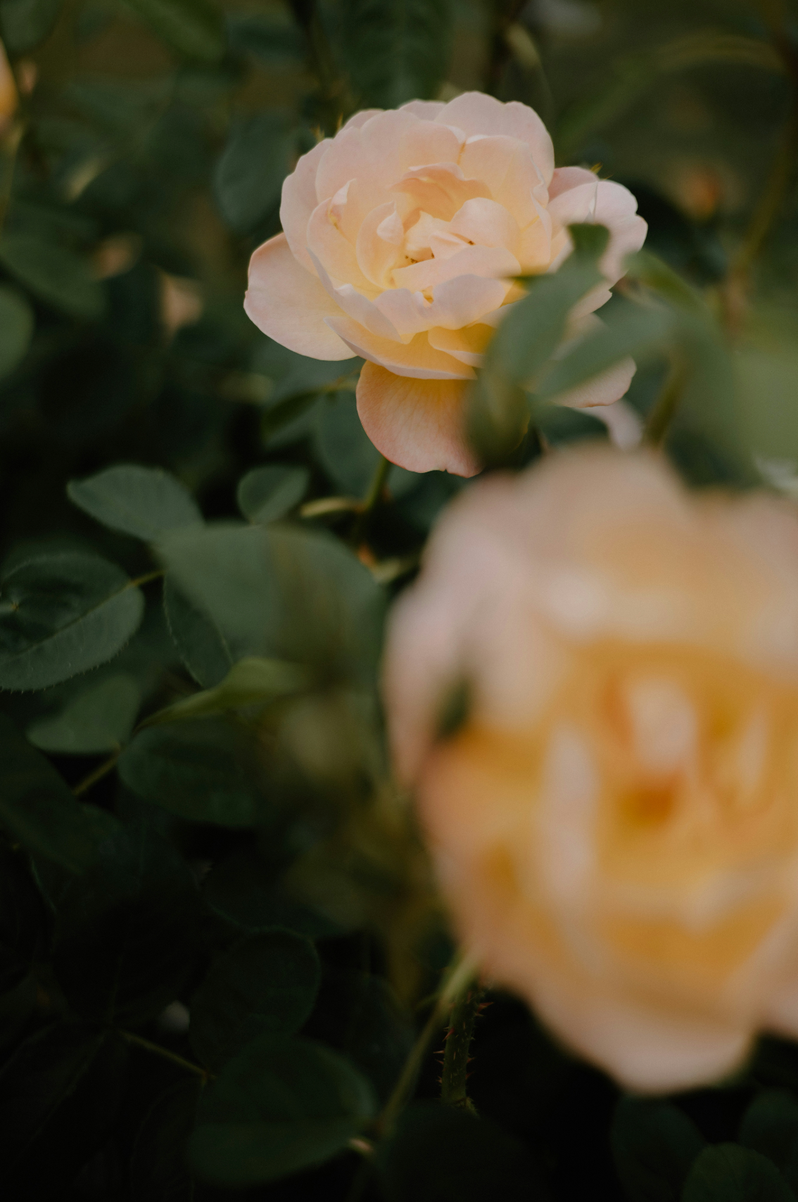 Premium Rose of Nowhere 50ml Perfume Oil Rollerball