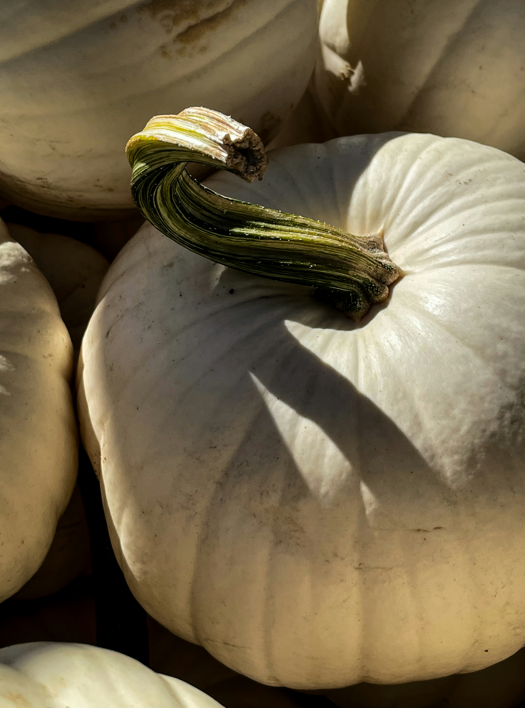 Nourishing White Pumpkin 15.7 oz Liquid Hand Soap