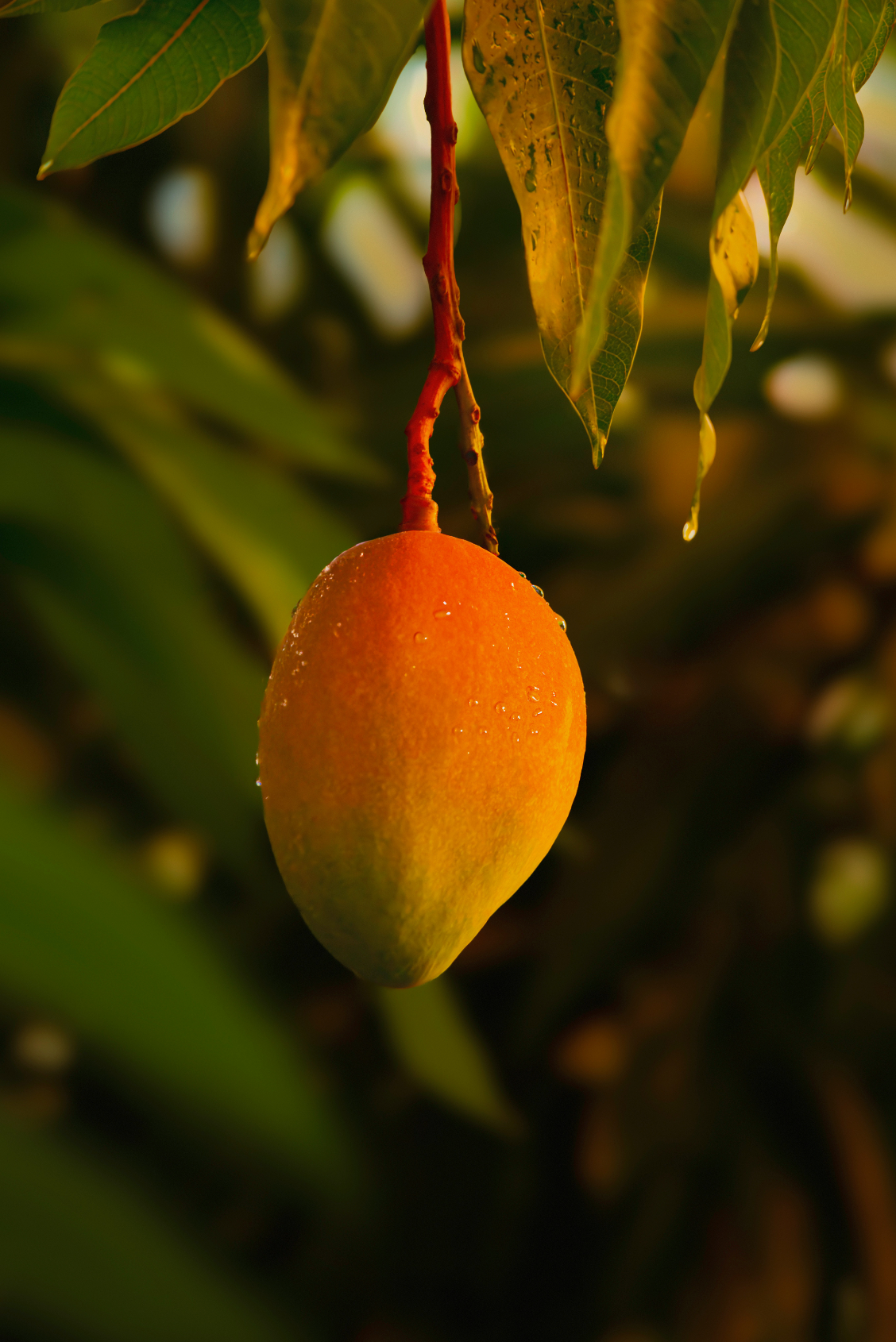 Nourishing Guava Mango 12.7 oz Body Scrub