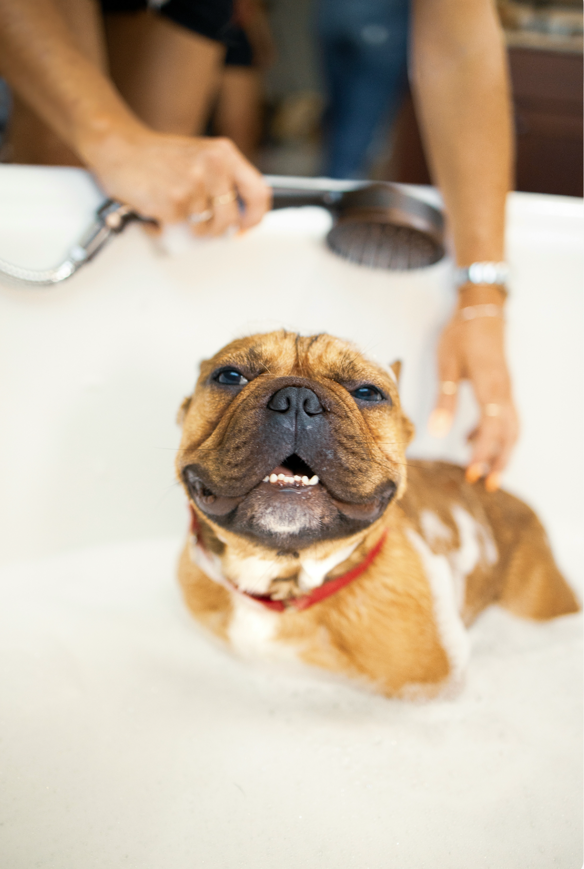 Premium Sand + Paws Pet Shampoo & Conditioner - Oatmeal & Almond