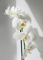 Nourishing Vanilla Orchid 16.9 oz Whipped Body Butter