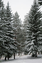 Signature Winter Pine 12 oz scented candle